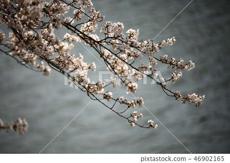 春天風景,櫻桃樹,小河,小河,春天! 春天風景,櫻桃樹,小河,小河,春天! 46902165