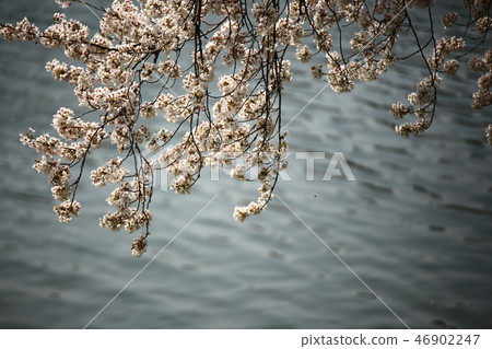 Spring landscape, cherry tree, stream, stream, spring! 46902247