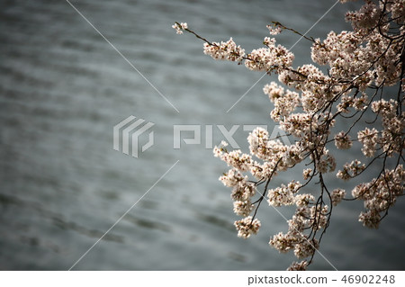 Spring landscape, cherry tree, stream, stream, spring! 46902248
