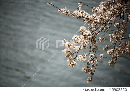 Spring landscape, cherry tree, stream, stream, spring! 46902250