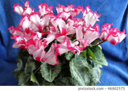 仙客來鮮花 仙客來鮮花 46902575