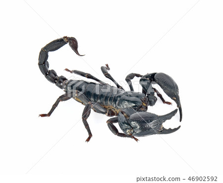 scorpion on white background 46902592