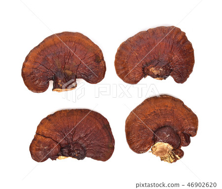 Top view of  Ganoderma lucidum  white background. 46902620