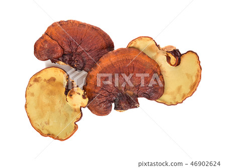 Top view of  Ganoderma lucidum isolated  46902624