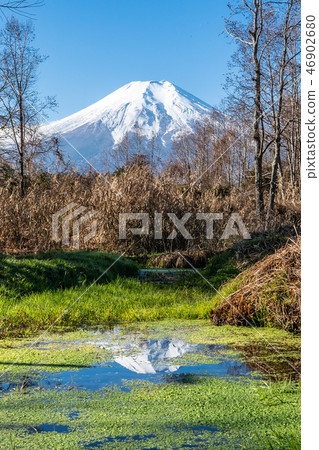 富士山泥鰍池塘 46902680