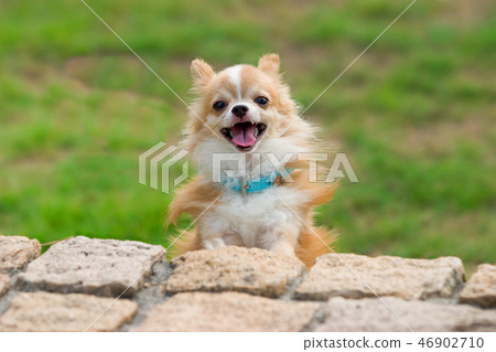 Chihuahua with a smile Chihuahua with a smile 46902710