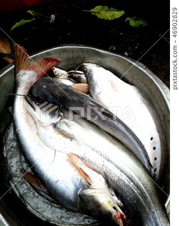 Fresh food fish Fresh food fish 46902829