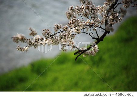 Spring landscape, cherry tree, stream, stream, spring! 46903403