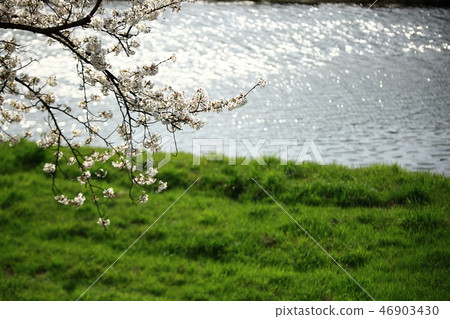 Spring landscape, cherry tree, stream, stream, spring! Spring landscape, cherry tree, stream, stream, spring! 46903430