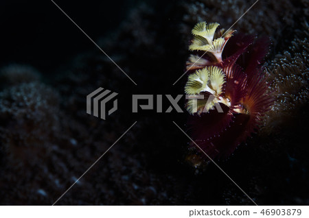 大旋鰓蟲 46903879