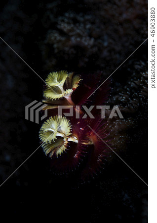 大旋鰓蟲 46903880