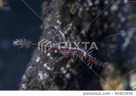 Nishiki Fulai哇 46903956