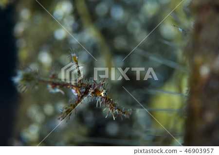 Nishiki Fulai哇 46903957