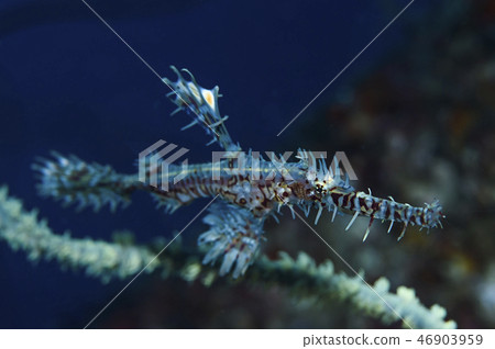 Nishiki Fulai Wow 46903959