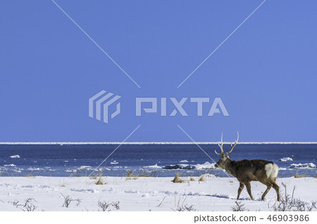 漂流冰和Ezoshika 46903986