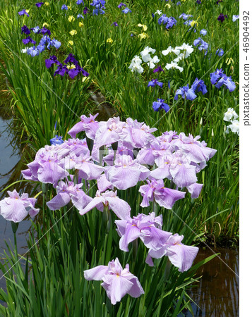 Nagasawa-ji Garden Nagasawa-ji Garden 46904492