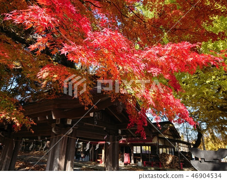 彩色葉子的分級Kumano Taisha 46904534