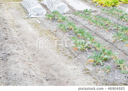 Farmhouse greenhouse winter field 46904885