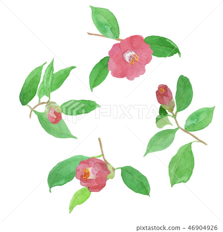 山茶花山茶花 46904926