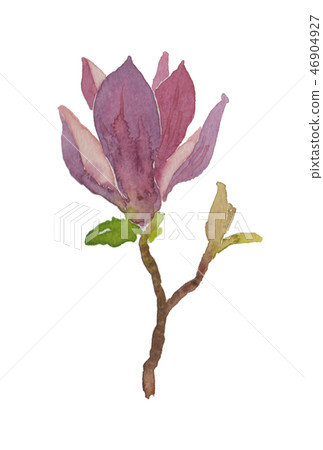 Magnolia quinquepeta magnolia - Stock Illustration [46904927] - PIXTA