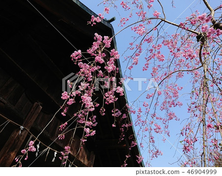 Split cherry blossoms in full bloom Split cherry blossoms in full bloom 46904999