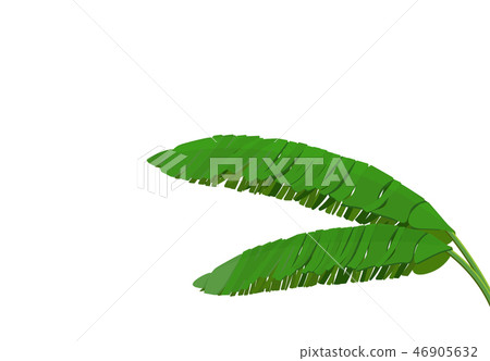 Bright green leaf of banana palm. Tropical theme. Colorful graphic design for print, picture or 46905632
