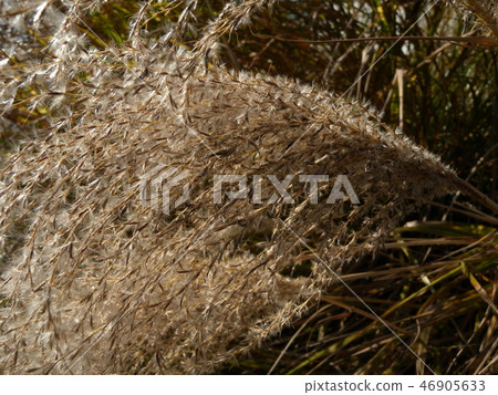 芒草 芒草 46905633