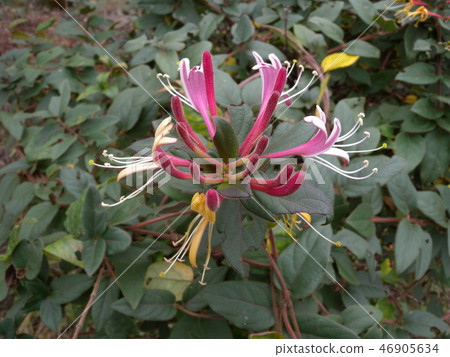 Honeysuckle 46905634