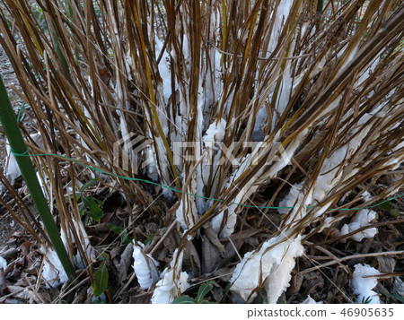 冰霜列 冰霜列 46905635