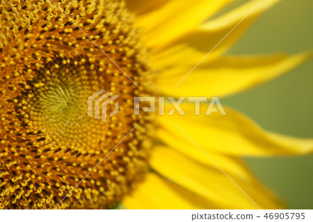 鳥取四季走夏天向日葵 46905795