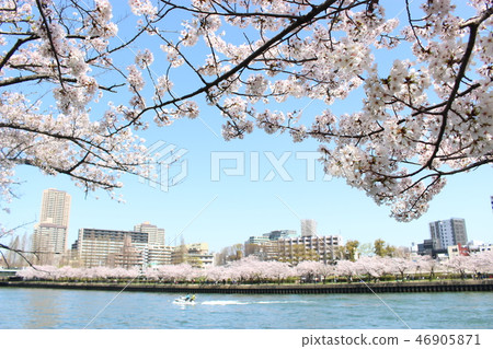 Spring scenery 46905871