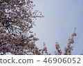 Cherry tree 1 46906052
