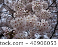 Sakura 2 46906053