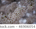 Sakura 3 46906054
