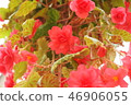 Flowers 46906055