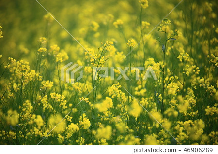Rapeseed World, Symbol of Spring, Rapeseed Flower Rapeseed World, Symbol of Spring, Rapeseed Flower 46906289