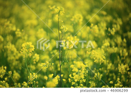 Rapeseed World, Symbol of Spring, Rapeseed Flower 46906299