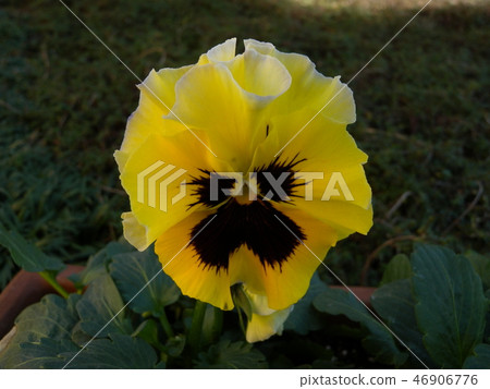 Pansy 46906776