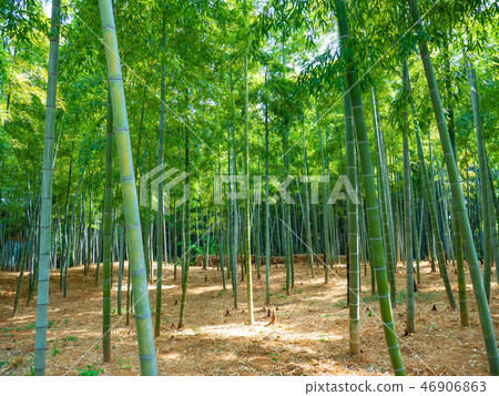 Bamboo forest in Mukaichi City, Kyoto Prefecture 46906863