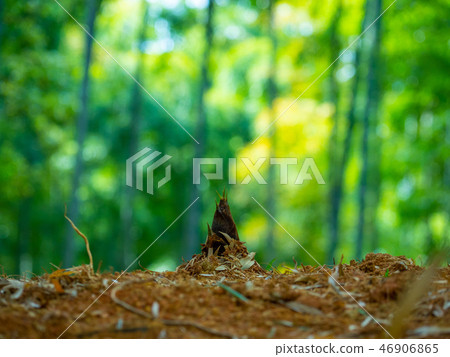 京都市八條市的犁 46906865