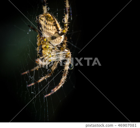 A wet Garden Spider (araneus diadematus) A wet Garden Spider (araneus diadematus) 46907081
