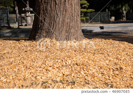 Ageo Maruyama Park Ginkgo Fall leaves Winter scenery Ageo City 46907085
