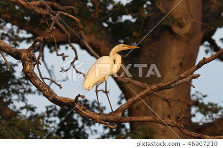 Great white heron 46907210