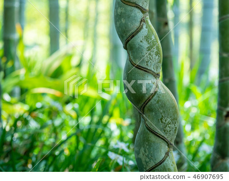 Tortoise bamboo 46907695