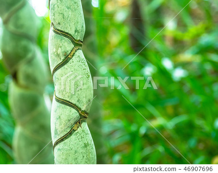 烏龜竹 烏龜竹 46907696