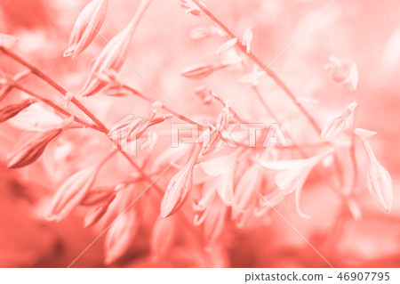 Beautiful flower toned in coral color. 46907795