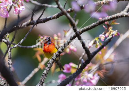 Gould's Sunbird The Beautiful Birds of Thailand 46907925