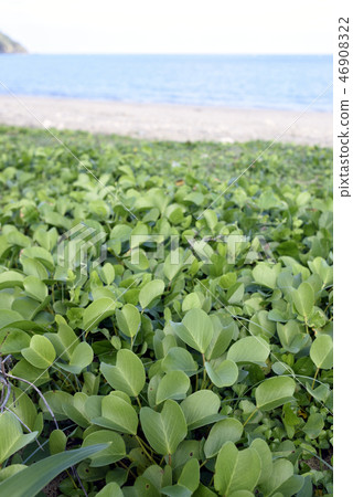 Gumba Hirugao (Hymenoptera, Sweet Potato) 46908322