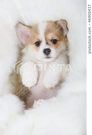 Welsh Corgi Pembroke puppy lying on fur Welsh Corgi Pembroke puppy lying on fur 46908437