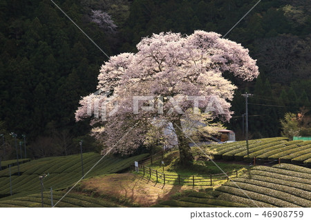 Cherry Blossoms	 46908759
